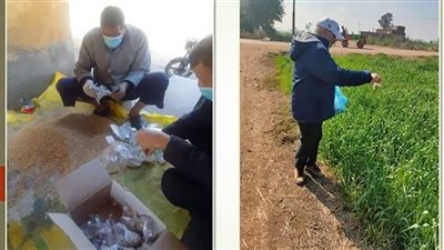 إستمرار فعاليات حملة صيانة محصول القمح بمراكز ومدن الشرقية