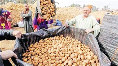 البطاطس.. جَنَّة التصدير تكوى السوق المحلى