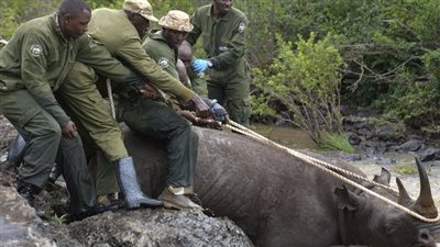 السلطات الكينية تنجح فى  استرجاع  21  من الثدييات
