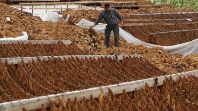 نقيب الفلاحين: السماح بزراعة التبغ في مصر مكلفة وتستهلك مياه كثيرة