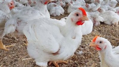 بحوث الأمصال واللقاحات البيطرية يطالب مربي الدواجن بشراء اللقاحات من المعهد