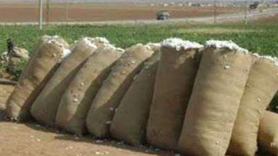 مجلس الوزراء يحدد سعر ضمان لتوريد القطن للموسم 2025/2024