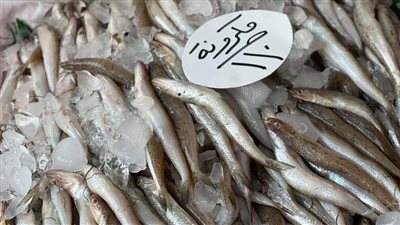 أسعار الأسماك والمأكولات البحرية اليوم السبت بأسواق الفيوم 