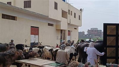 قافلة بيطرية مجانية بقرية شهداء بحر البقر 2