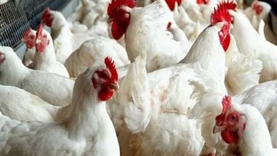 أسعار الدواجن اليوم السبت في الأسواق المحلية والمزرعة