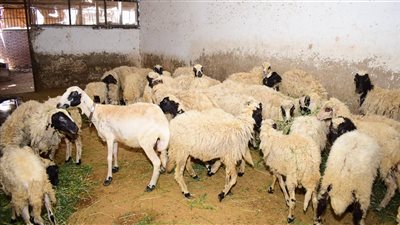 رئيس جامعة سوهاج يشيد بمنتجات وحدتي الإنتاج الحيوانى والزراعي 