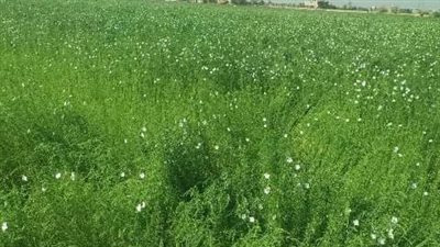 حقل إرشادي لمُزارعي الزقازيق للنهوض بمحصول الكتان وزيادة إنتاجيته