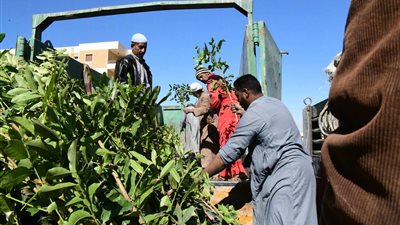   وصول دفعة جديدة من الأشجار المثمرة إلى قـنا 