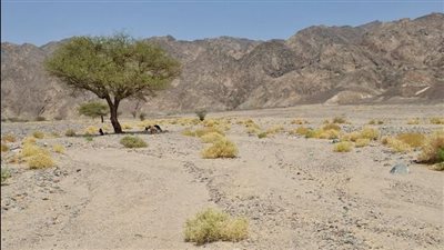 آثار مهملة وجثامين مكشوفة بمقابر ما قبل التاريخ بسهل القاع بسيناء بعد نقل 276 موظفًا 