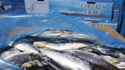 ضبط طن أسماك مدخنة مخالفة خلال حملات تفتيشية بمراكز الشرقية