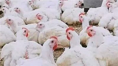 أسعار الدواجن واللحوم اليوم الأربعاء 21 فبراير بالفيوم 