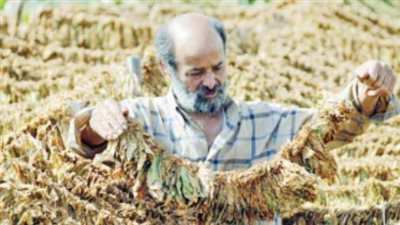 فاتورة «باهظة» لزراعة التبغ فى مصر