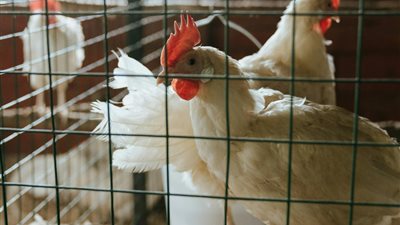 أسعار الدواجن اليوم الخميس للمستهلك