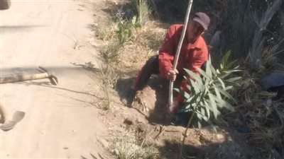 زراعة أشجار مثمرة وزينة لمجابهة المتغيرات المناخية بالمنيا