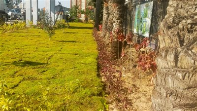 محافظ الغربية يتفقد أعمال التطوير والتجميل بمدخل المدينة 