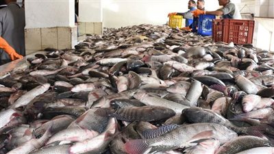 أسعار الأسماك في الأسواق المحلية اليوم الخميس