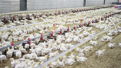  أمن غذائي قنا يستعد لضخ 25 ألف دجاجة خلال شهر رمضان 