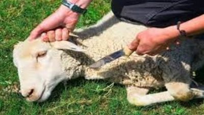 ماذا يقول المسلم عند ذبح العقيقة؟