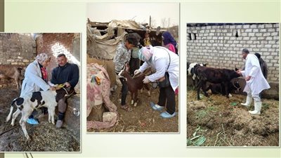 تحصين 138 ألف رأس ماشية ضد الجلد العقدى وجدرى الأغنام بالشرقية