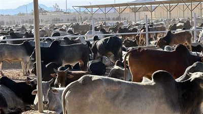  وصول 1500 رأس ماشية سوداني لمجزر وادي دارا برأس غارب