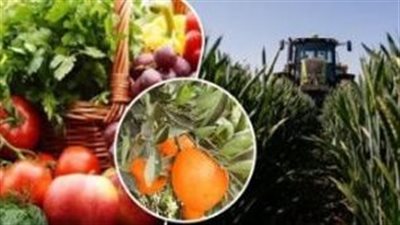 الصادرات الزراعية تحقق طفرة كبيرة.. قائمة المحاصيل المصدرة