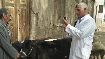 قافلة بيطرية لجامعة الزقازيق بقرية ميت أبو عربى 