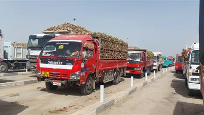المصيلحي: زراعة 600 ألف فدان بنجر الموسم الجاري
