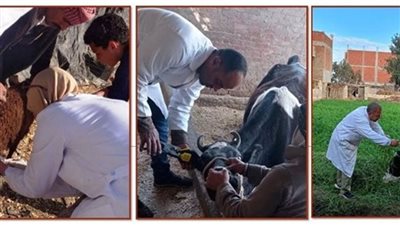 بيطرى الشرقية يُحصن رؤوس الماشية ضد الجلد العقدى وجدرى الأغنام