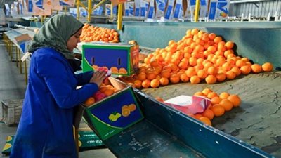 البرتقال المصري يغزو العالم وتقارير أوروبية تتغزل في جودته وطعامته.. فيديو