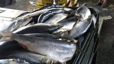 ضبط لحوم ودواجن وأسماك مجهولة المصدر وغير صالحة للإستهلاك الآدمي بالشرقية