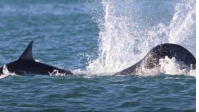 حيتان الأوركا تفترس سمكة قرش في دقيقتين (فيديو)