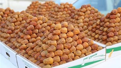 تخفيضات 30% على الأسعار بمهرجان القاهرة الرابع للتمور (فيديو)