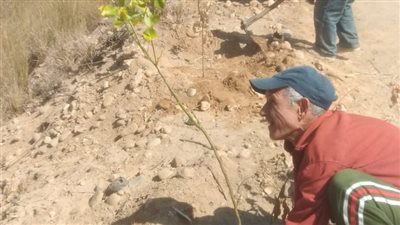 المنيا تواصل زراعة أشجار زينة ومثمرة 