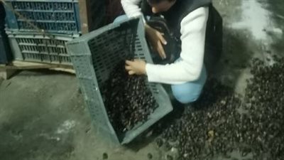 ضبط ٣٠٠ طن تمور غير صالحه للإستهلاك الآدمي بالبحيرة