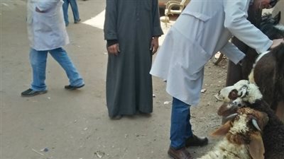 جامعة الزقازيق توجه قافلة بيطرية لقرية الجزيرة