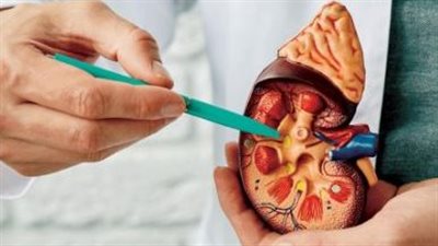  ظهور حصوات الكلى مرتبط بالتوتر.. دراسات توضح 