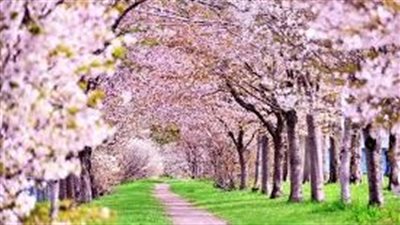 ماذا تعرف عن موعد الاعتدال الربيعي في مصر؟ 