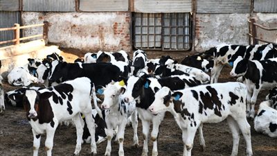  ضبط لحوم مذبوحة خارج مجازر قنا الحكومية 