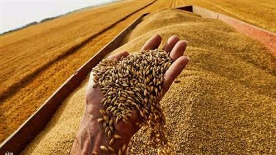 الروسي يرتفع 1000 جنيه.. قفزة كبيرة في سعر طن القمح اليوم الجمعة بالأسواق