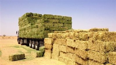 أسعار الأعلاف بتعاملات اليوم الأحد لدى تاجر الجملة وفي الأسواق
