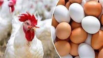 تعرف على أسعار الدواجن صباح اليوم السبت