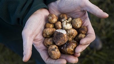 مقتل 15 مدنيا وإصابة آخرين أثناء بحثهم عن 