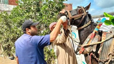 قافلة بيطرية علاجية بقرية أبو عمران 