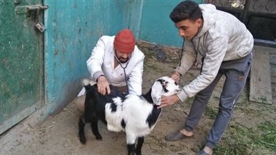 قافلة بيطرية لجامعة الزقازيق بقرية عزبة البحر بالشرقية