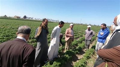 زراعة الإسكندرية: المحاصيل الشتوية خالية من أى إصابات
