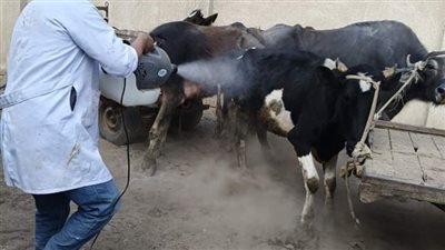 قافلة بيطرية مجانية بقرية مباشر ضمن مبادرة 