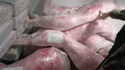 ضبط لحوم مذبوحة خارج المجزر بإحدى القرى السياحية بالغردقة 