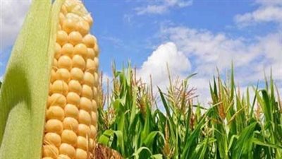 تراجع سعر طن الذرة الصفراء اليوم الخميس