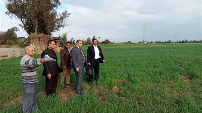 بعد رفع سعر أردب القمح.. مزارعو البحيرة تسعير غير عادل