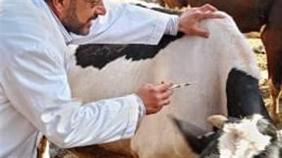 بيطري الشرقية يحصن 253 ألف رأس ماشية ضد مرضى الجلد العقدى وجدري الأغنام